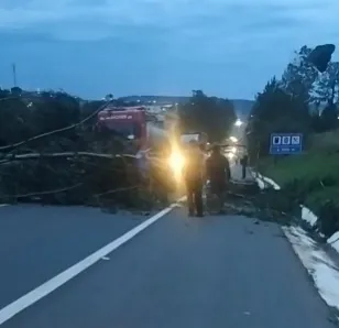 Árvore cai na PR-239 após ventania entre Sengés e Itararé