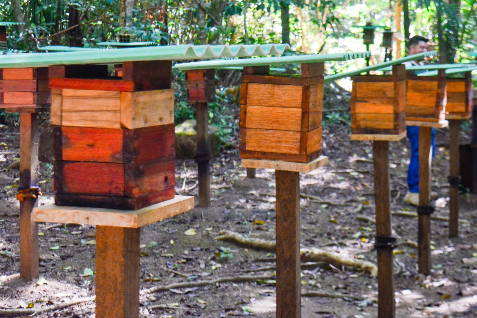 Bioparque da Amazônia ensina preservação com visita a criação de abelhas sem ferrão