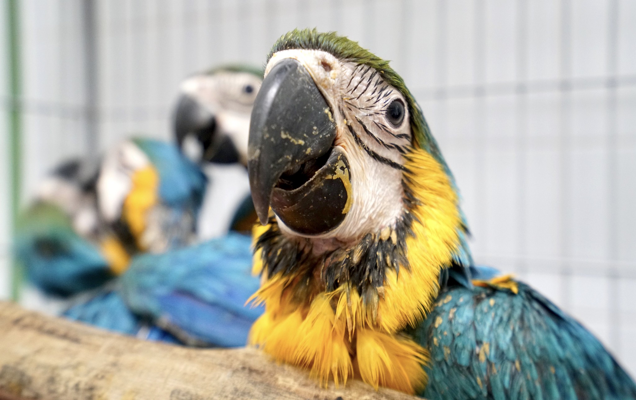 Centro de recuperação de animais silvestres em SP recebe 163 aves resgatadas do tráfico