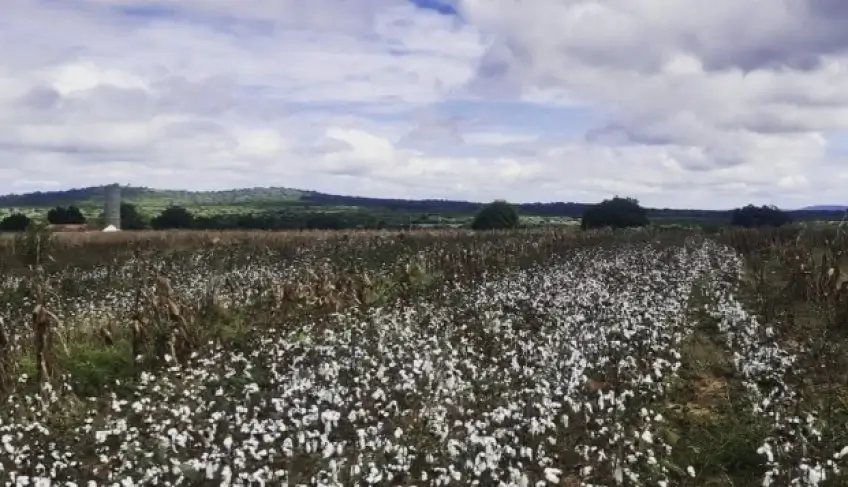 Com o apoio do Sebrae/CE, algodão agroecológico dos Inhamuns conquista selo de Indicação Geográfica | ASN Ceará