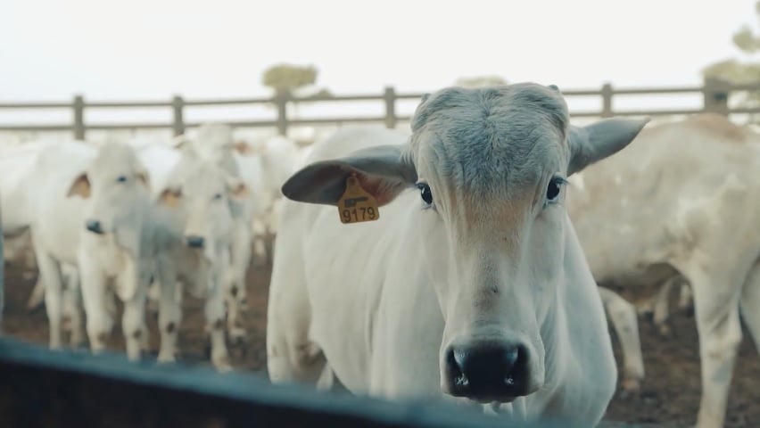 Confira as cotações médias da arroba do boi nesta véspera de feriado