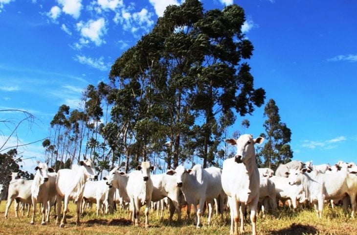 Confira como os preços da arroba do boi iniciaram o mês de novembro