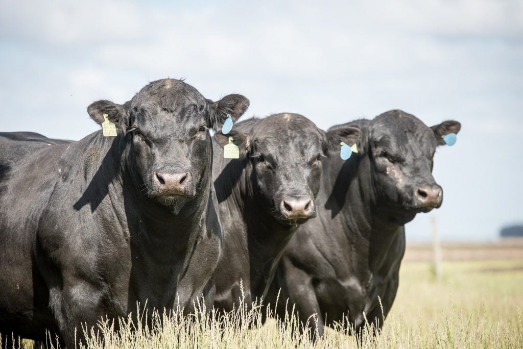 Cruzamento de vacas leiteiras com angus impulsiona carne premium no Brasil