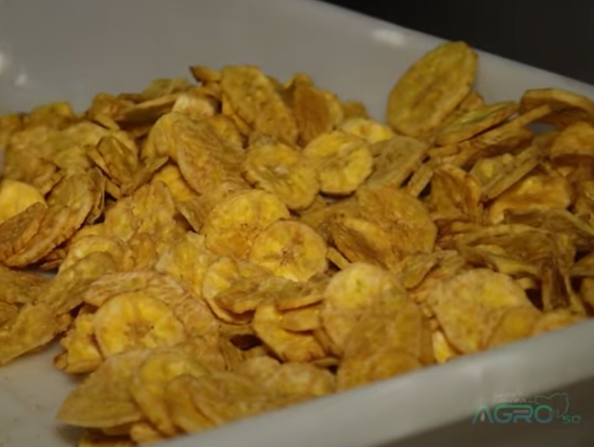 Família de Santa Catarina inova e transforma banana em passa e chips