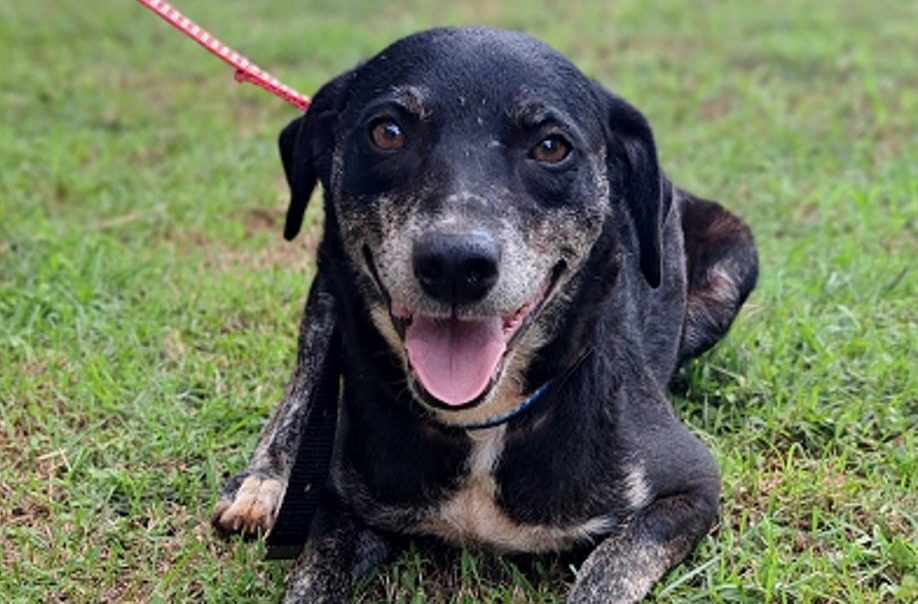 Feira de adoção em Marília terá animais resgatados em rodovias de SP neste domingo (10)