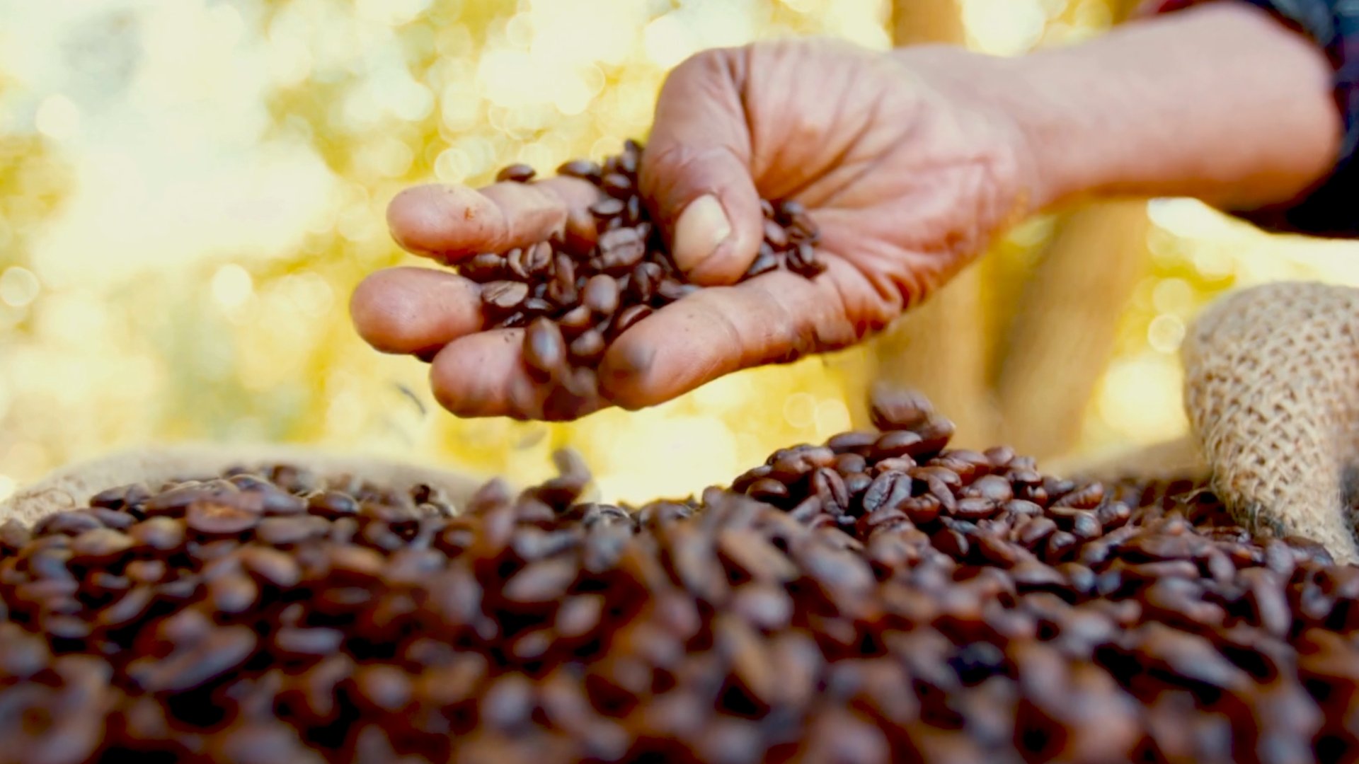 Governo de SP incentiva o cultivo de café canéfora