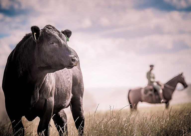 Nova plataforma gratuita reúne maior banco de dados da pecuária bovina