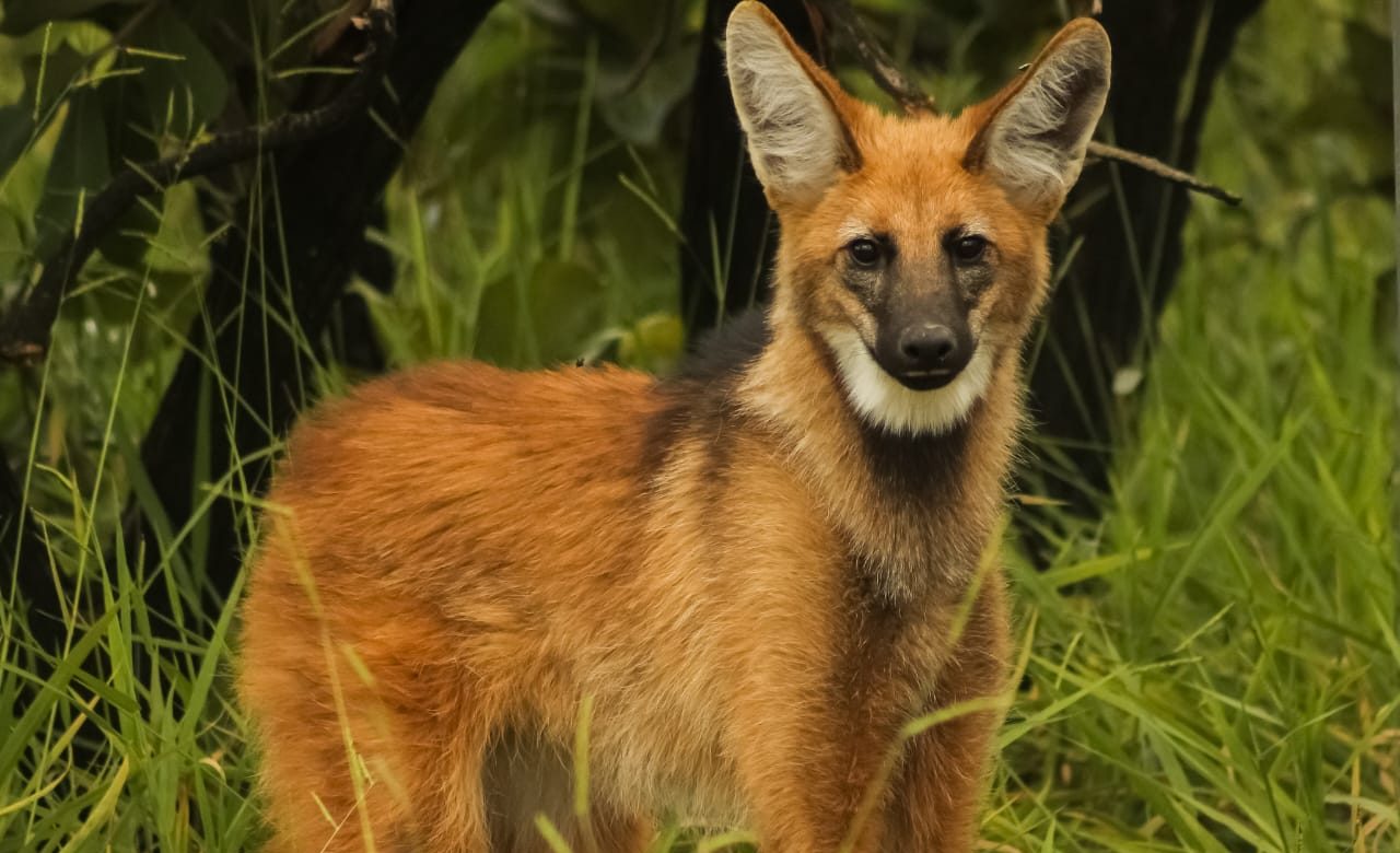 Novas rodovias preveem redução de atropelamento de animais