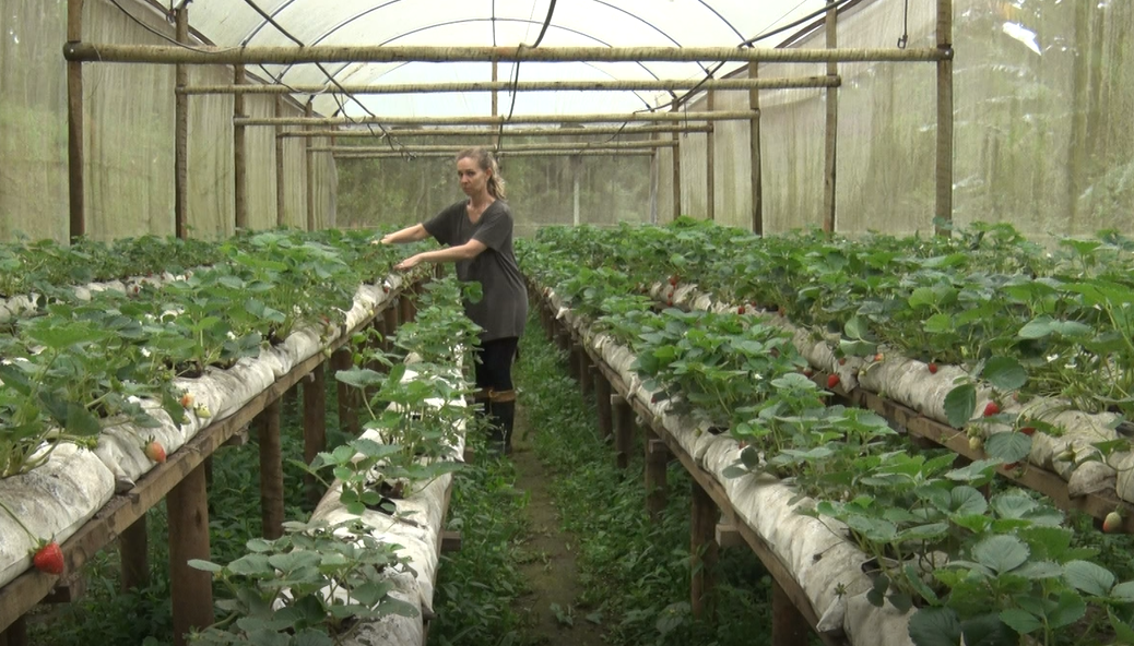 Pequenos produtores investem em empreendedorismo sustentável 