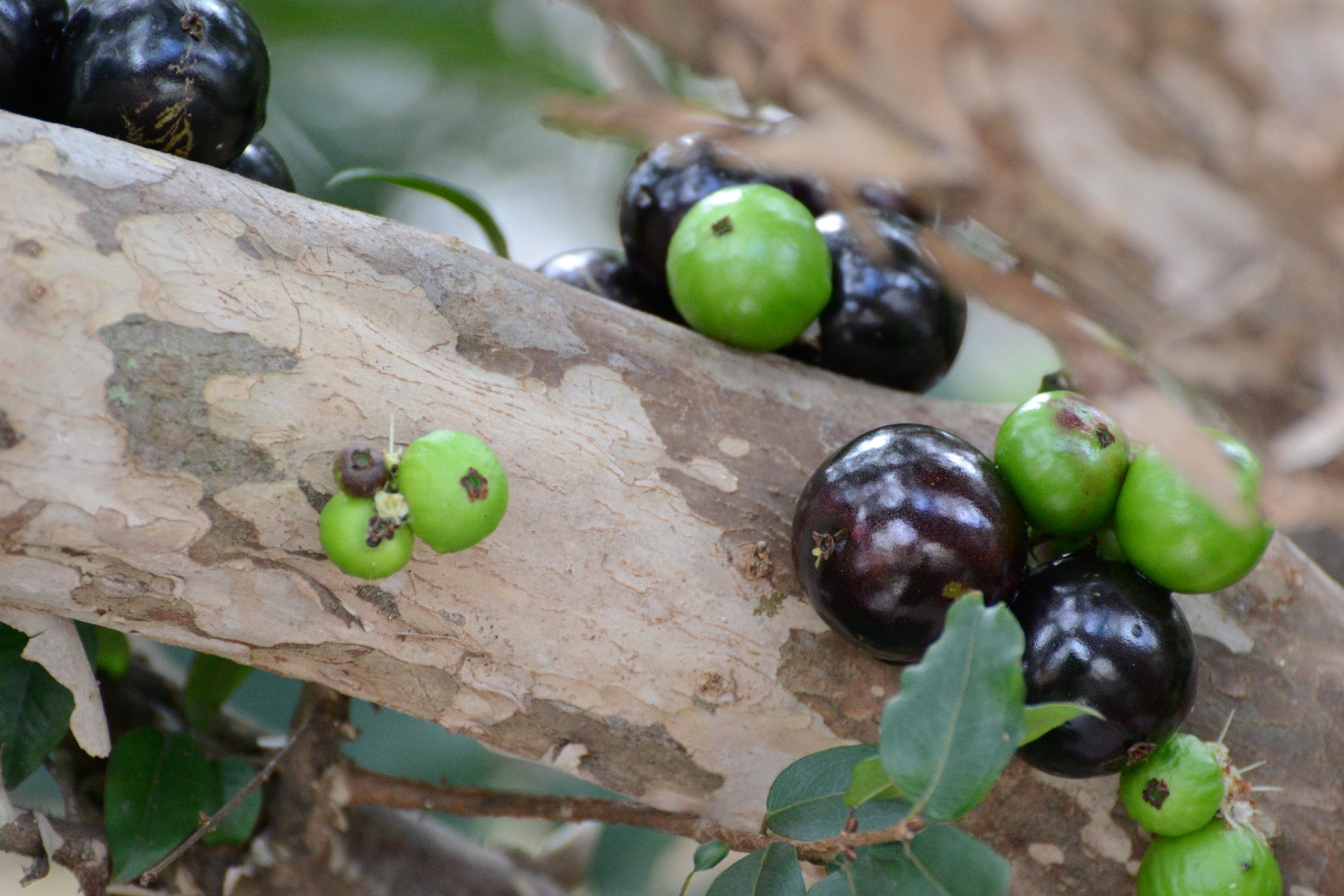 Pesquisadores criam pão feito com farinha de jabuticaba que pode ser consumido por diabéticos