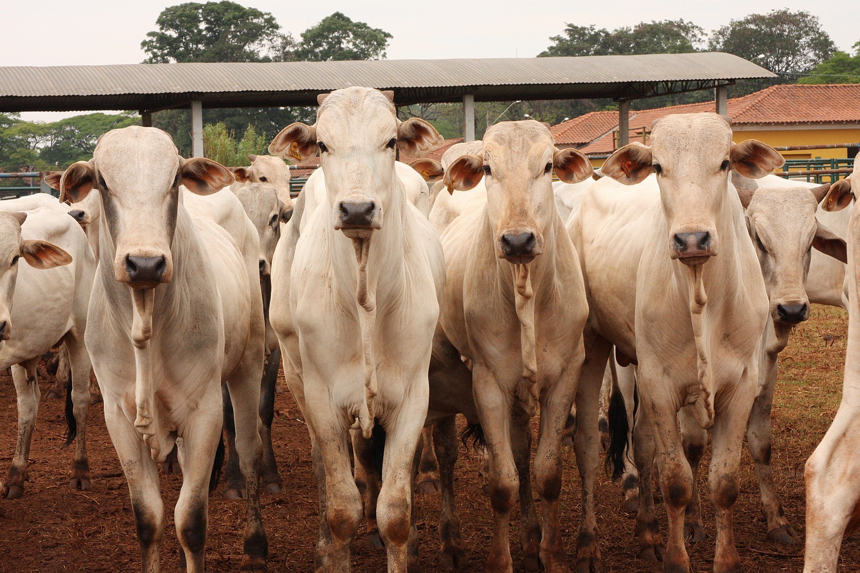 Preços da arroba do boi gordo ficam firmes pela ausência de frigoríficos; veja cotações