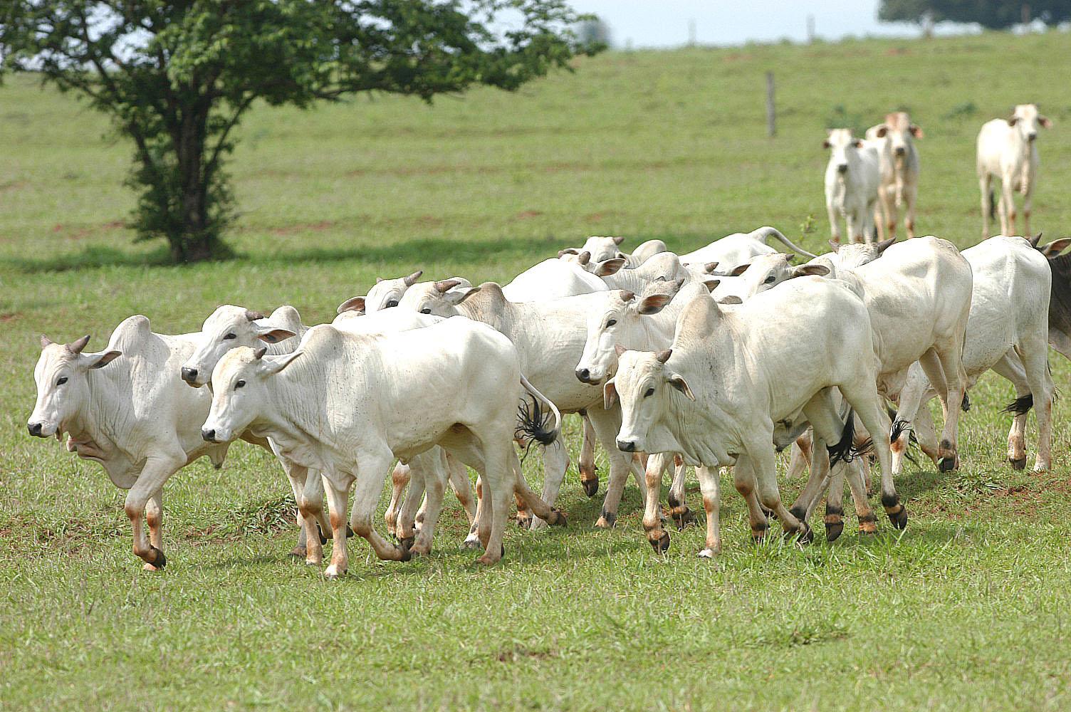 Preços do boi gordo continuam em alta, mas dão sinais de estabilidade