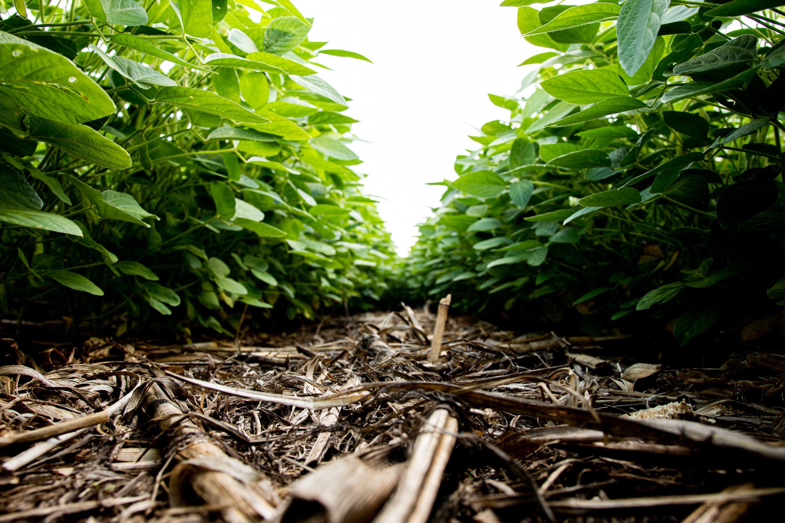 Projeto pode mudar a definição do índice de produtividade da terra