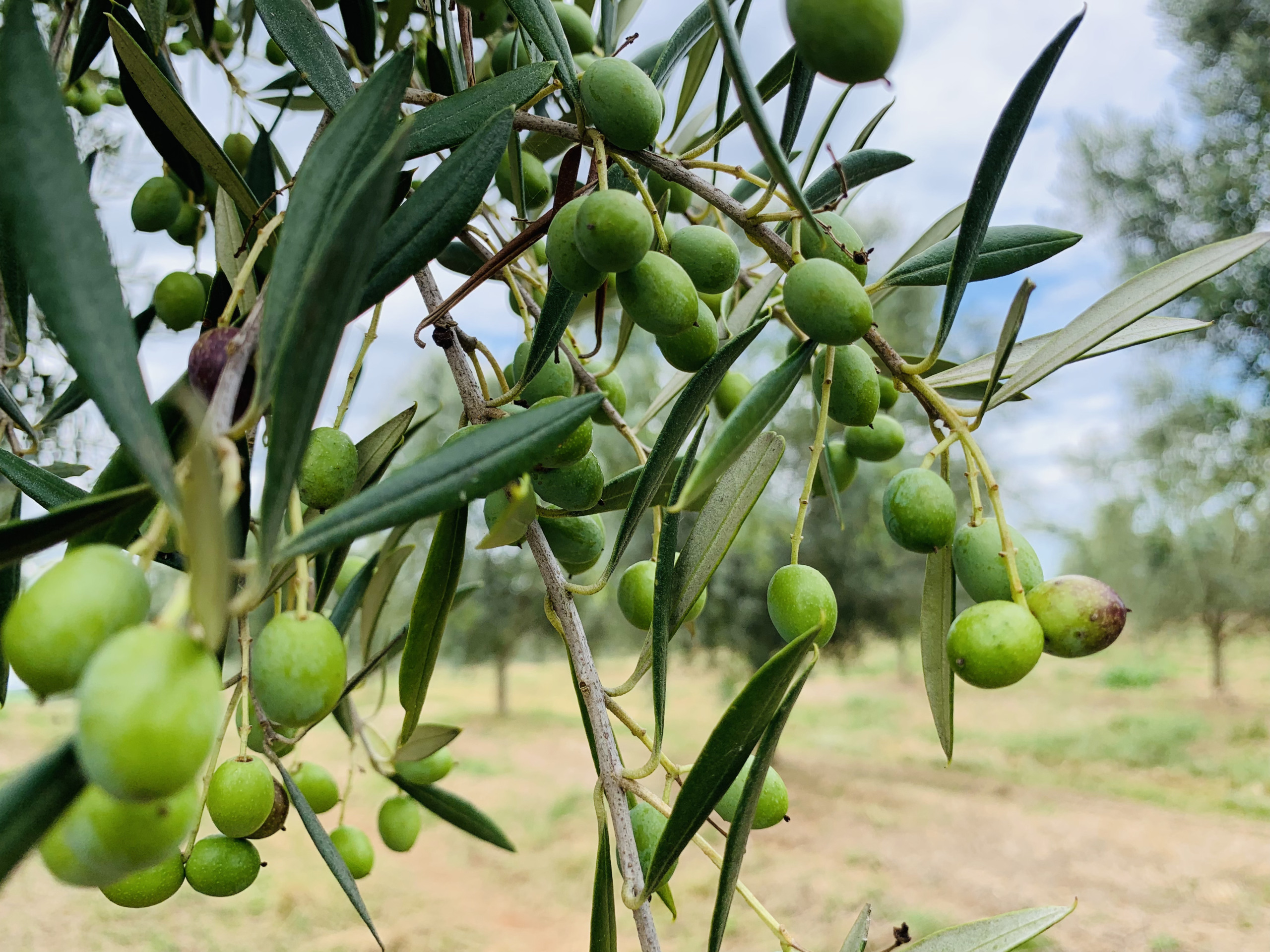 clima desafia, mas produção do RS mantém qualidade e busca expansão