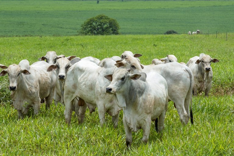 com oferta escassa, indicador sobe 15% neste mês