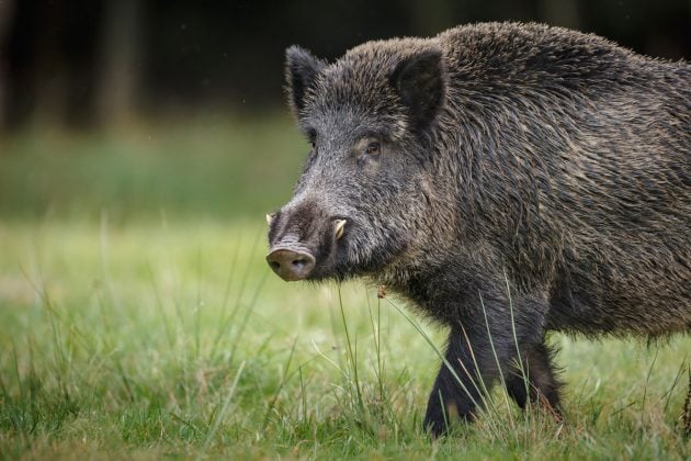 curso prático ensina uso de armadilhas do tipo curral