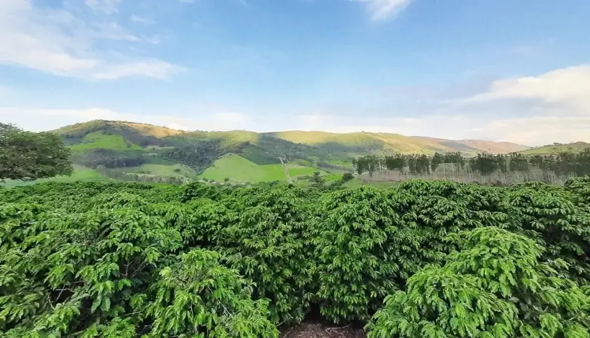 Café do Vale da Grama (SP) conquista Indicação Geográfica | ASN Nacional