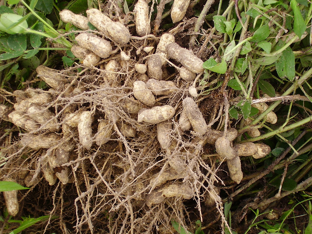 Colheita de amendoim e batata ganha precisão com drones e IA