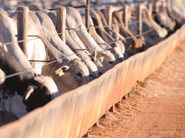 Confinamento de gado bovino cresce 11% em 2024: o que isso significa?