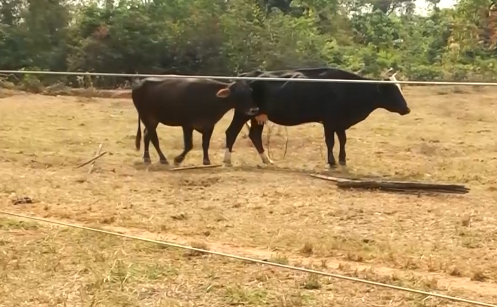 Diagnóstico e Estratégias Sustentáveis para Recuperação de Pastos Degradados no Cerrado