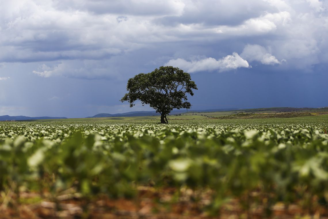 Em menos de quatro décadas, área destinada à soja cresceu nove vezes