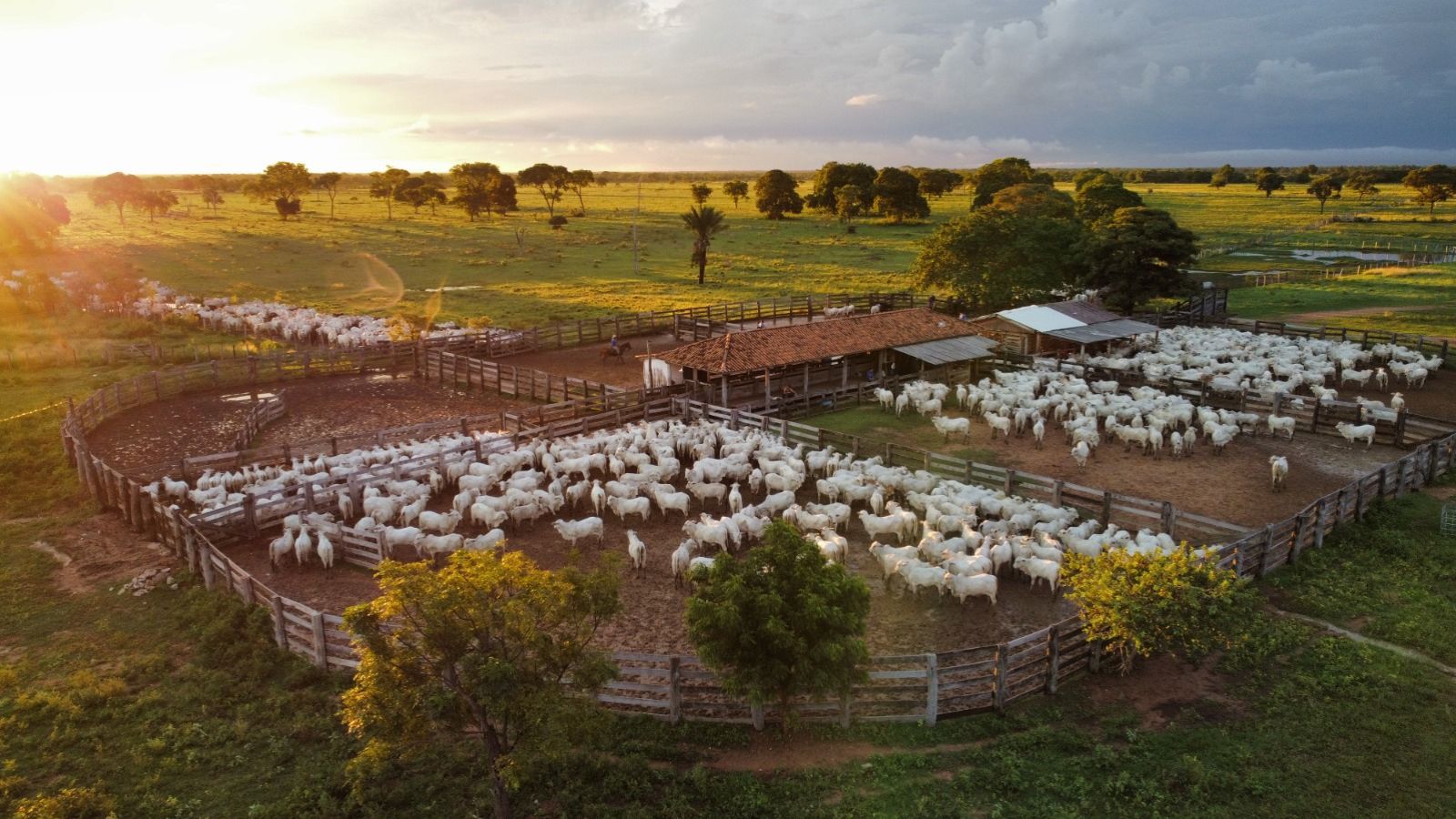 Entidades destacam que Plano Nacional de Identificação fortalece a pecuária