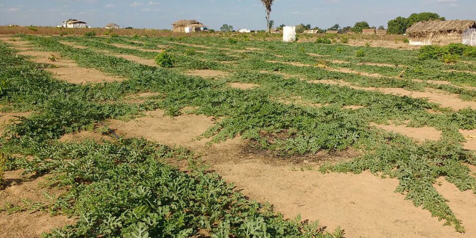 Governo investiu R$ 1,5 bi para comprar terras para reforma agrária