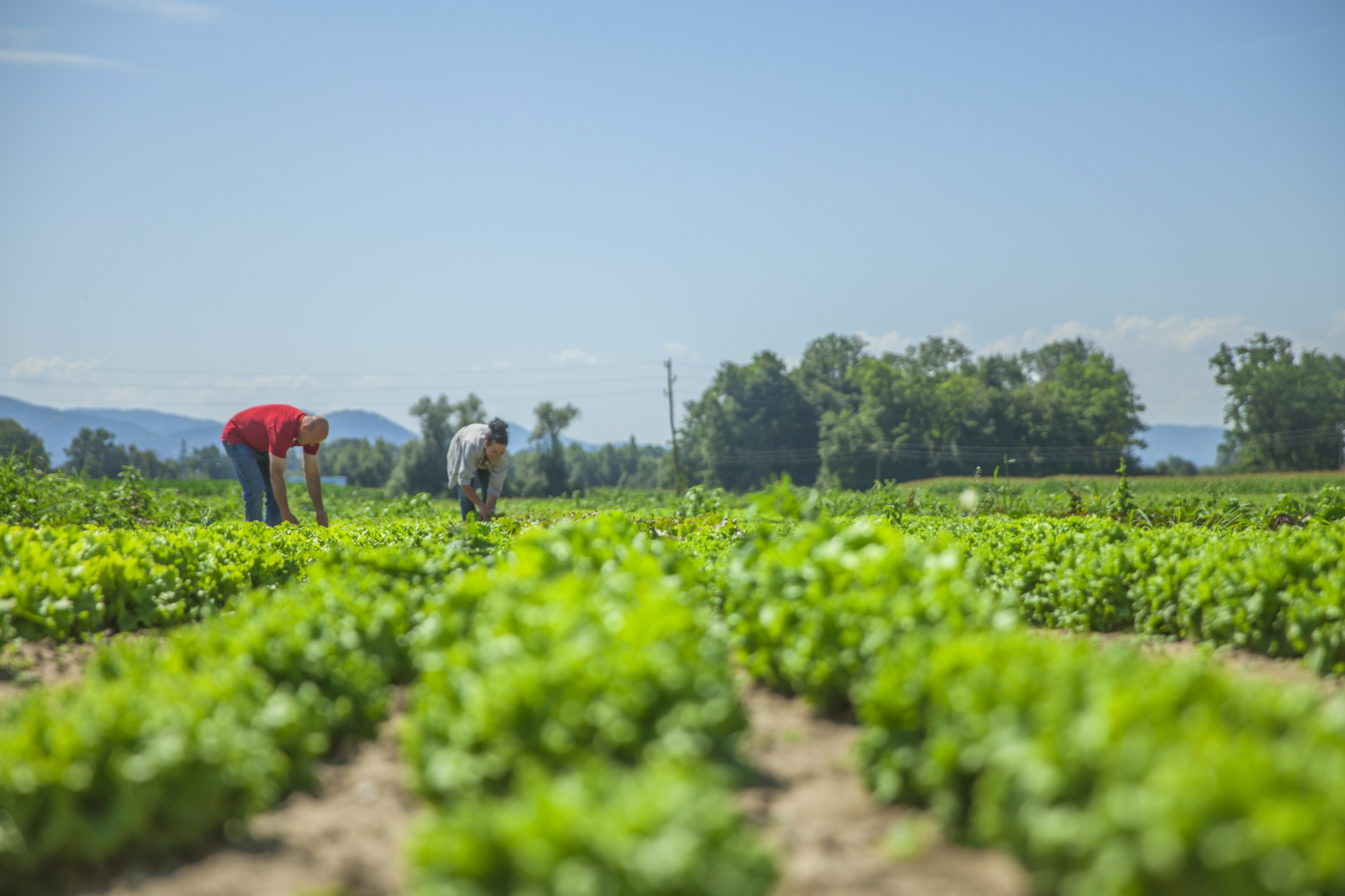 Governo lança passaporte eletrônico para exportação de produtos vegetais