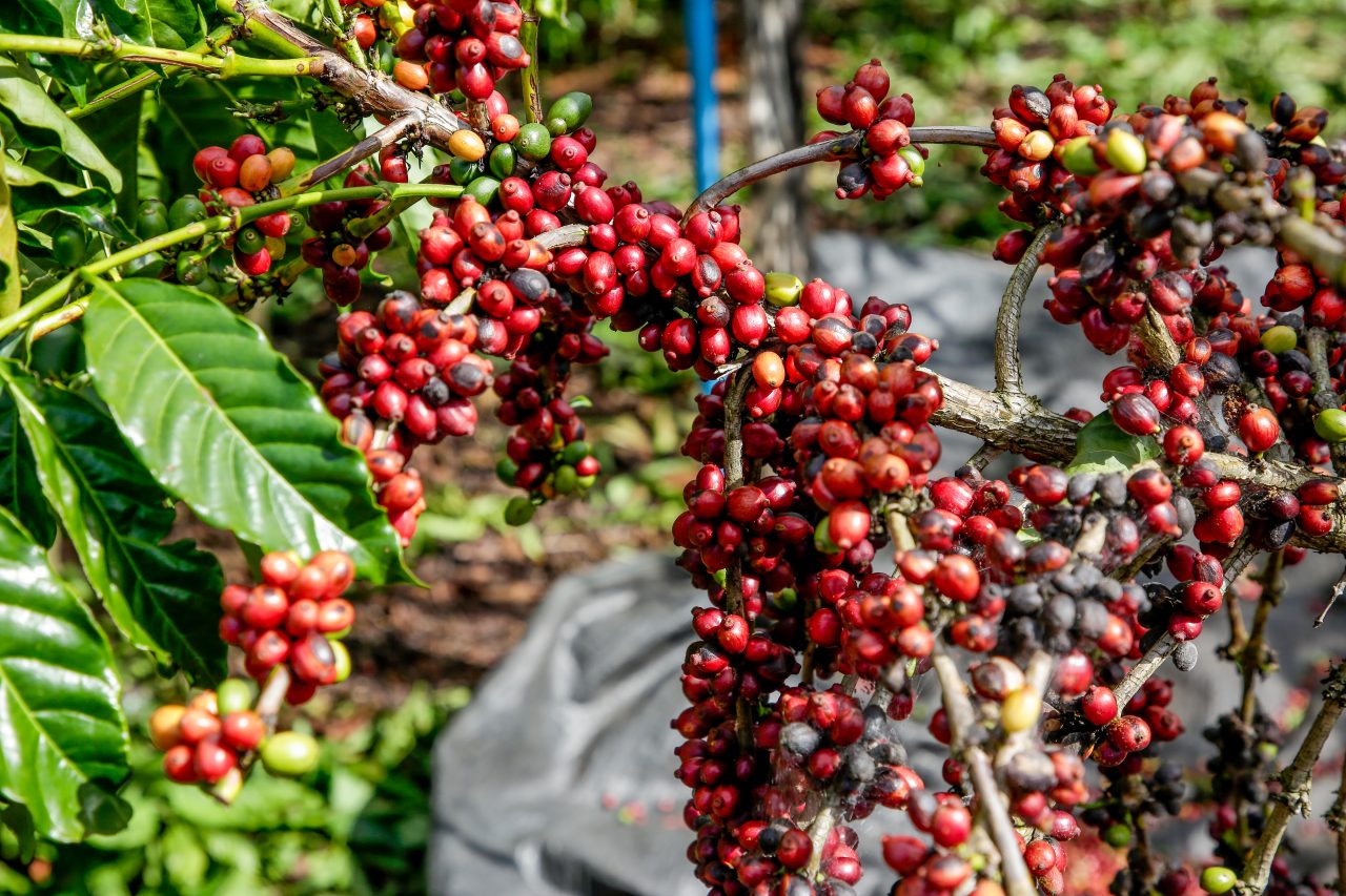 Governo libera verba para fortalecer o setor cafeeiro