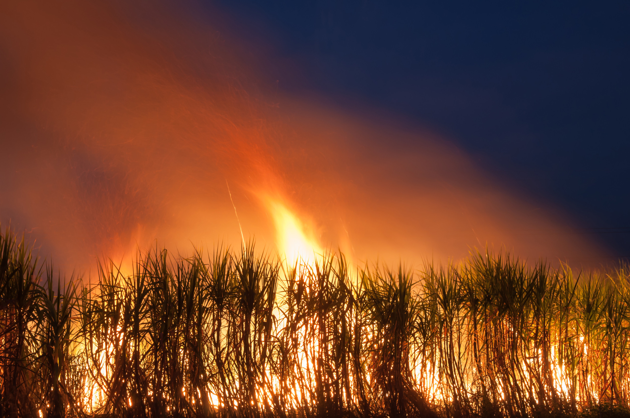 Mais de 50% dos canaviais não vão se recuperar dos incêndios, aponta pesquisa