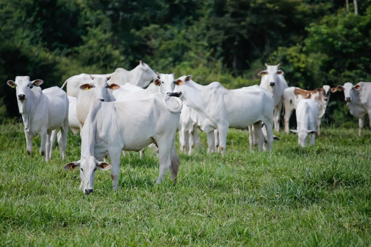 Manejo eficiente reflete na produção de carne com sustentabilidade