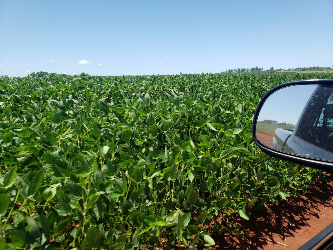 No Paraná, lavouras de soja seguem em boas condições