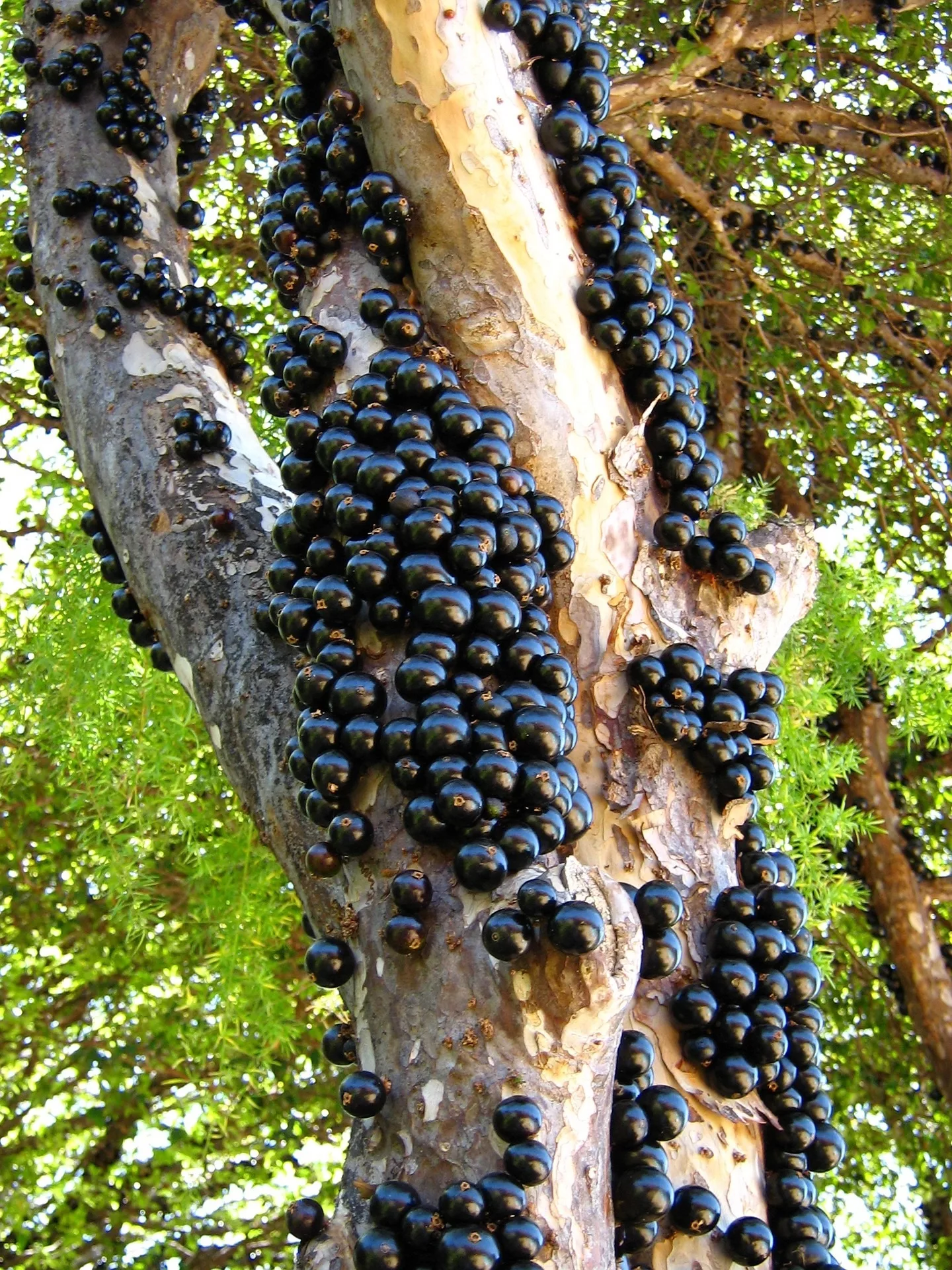 Produção de fermentado de jabuticaba é aprimorada e visa mercado internacional