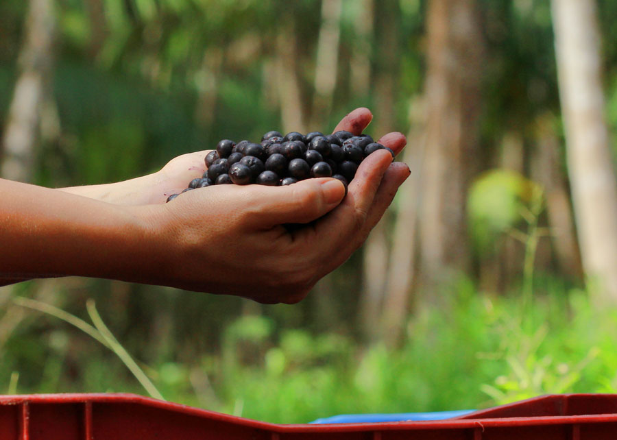 Projeto supre renda de produtores de açaí do Maranhão durante entressafra paraense