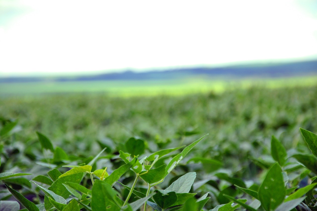 USDA deve fazer ajustes nas projeções de estoques mundiais e dos EUA