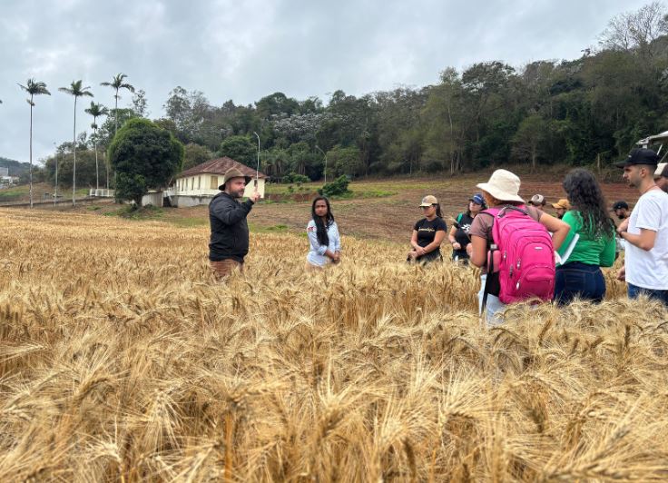 Universidade de Viçosa desenvolve nova cultivar de trigo e projeta autossuficiência nacional