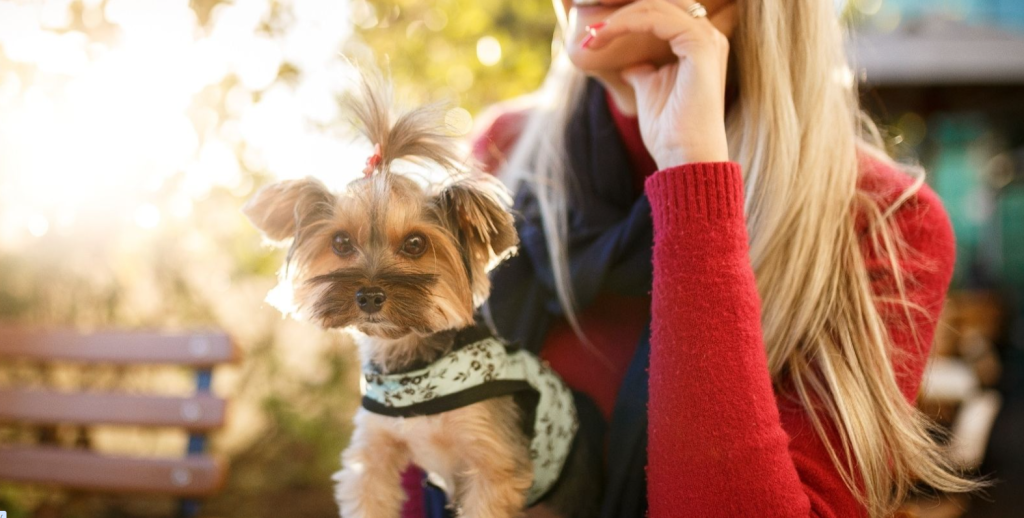 Vai viajar nas férias? Confira dicas para garantir segurança do pet