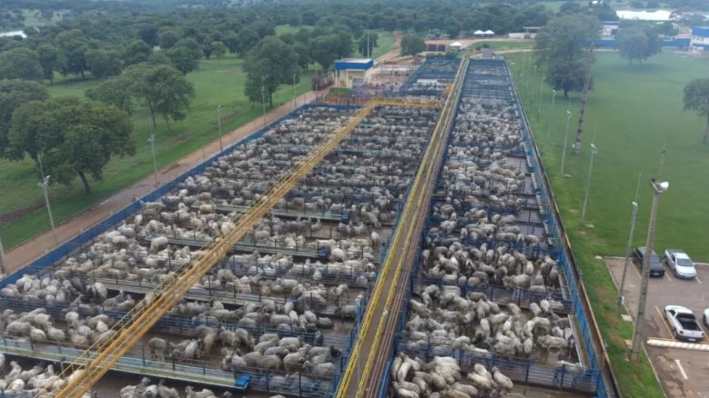 Viu esta? Nelore “cobre” Friboi de Mozarlândia (GO) com mais de 5 mil animais avaliados