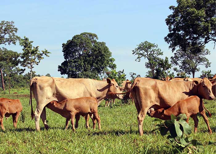 inovação eleva bem-estar e produtividade em novilhas