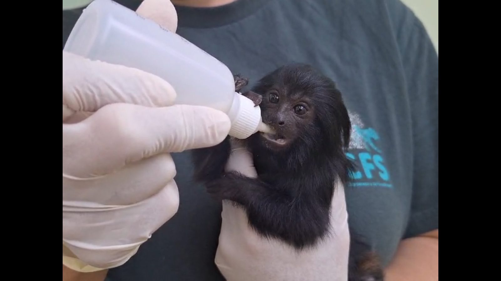 veja a ‘maternidade de animais silvestres’ de SP