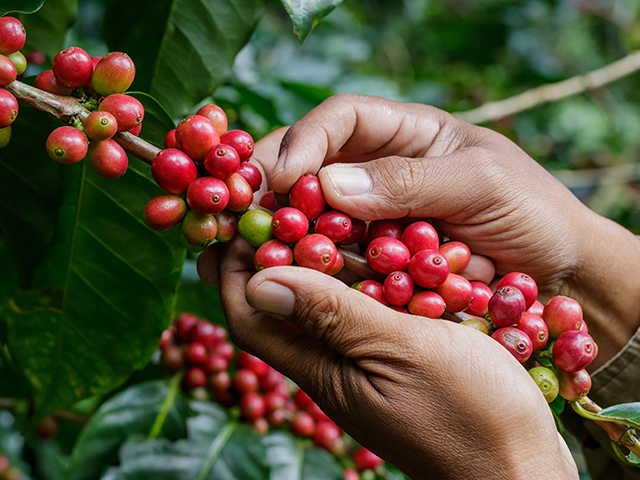 Brasil encerra safra 2024 com produção de 54,2 milhões de sacas de café