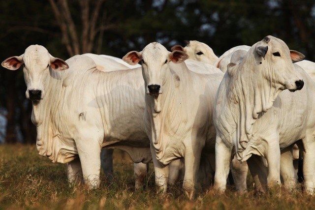 Confira o preço da arroba do boi no primeiro dia útil de 2025