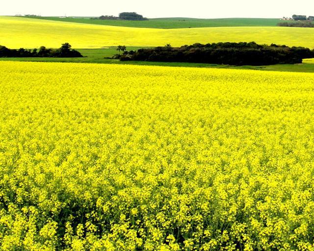 Novo zoneamento de risco climático para canola é lançado pelo Ministério da Agricultura