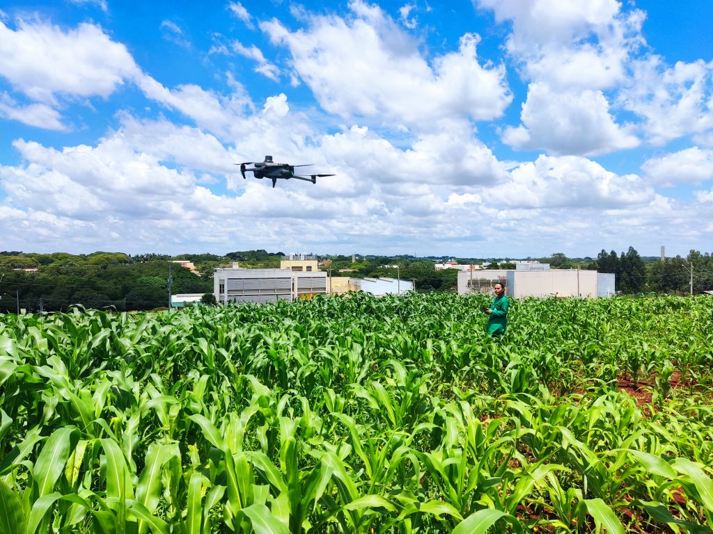 SP usa drone e câmera de baixo custo para selecionar plantas tolerantes à seca