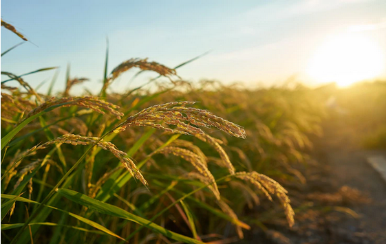 Safra de arroz de SC pode resultar em 1,2 milhão de t, diz SindArroz