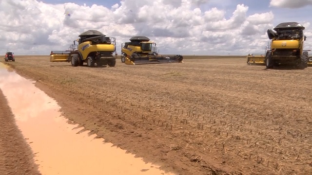 Veja como está a colheita da soja em Mato Grosso