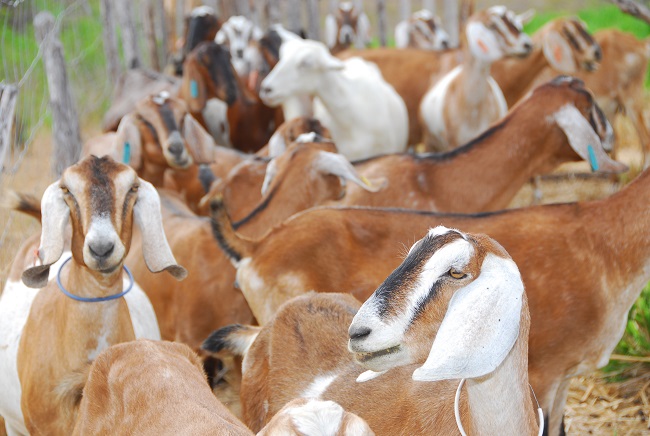 Venda pública de animais no Ceará