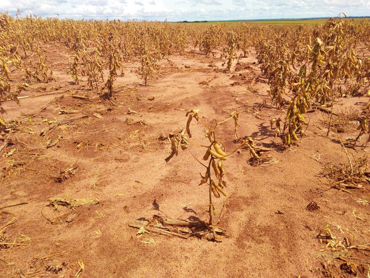 índice de vegetação das lavouras do Sul anunciam quebra de safra